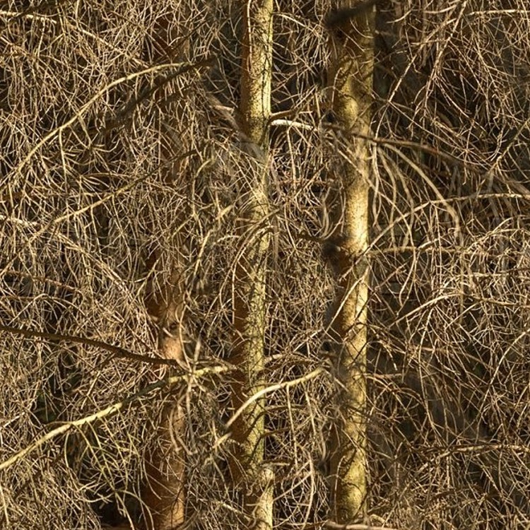 Brambles Background
