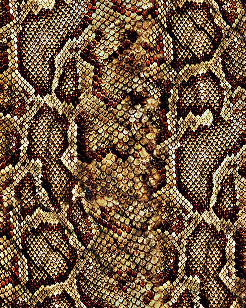 Brown Python Snake Skin