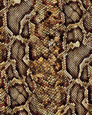Brown Python Snake Skin