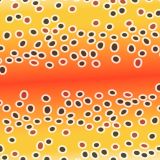 Brown-Trout-25-thumb