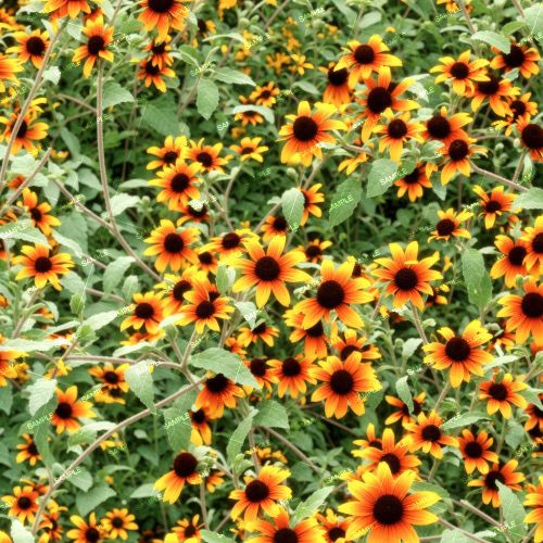BrownEyed Susan Flowers