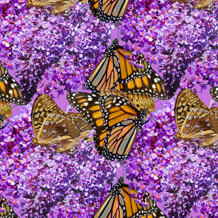 Butterfly Bush 22