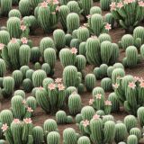 Cacti-in-Bloom