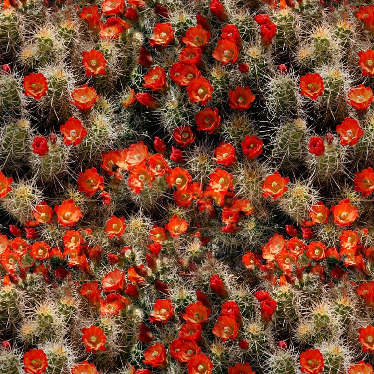 Cactus Flowers