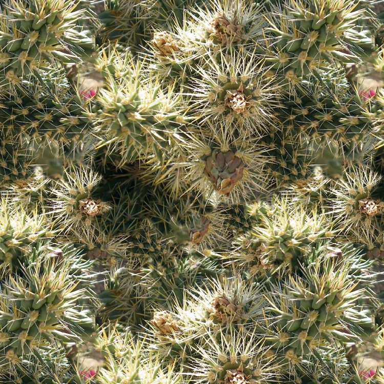 Cactus Patch