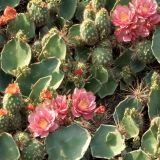 Cactus-with-Blossoms
