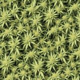 Cannabis-Arrangement-45