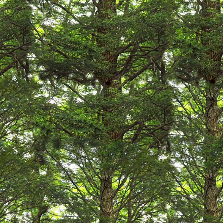 Canopy 23 Camouflage