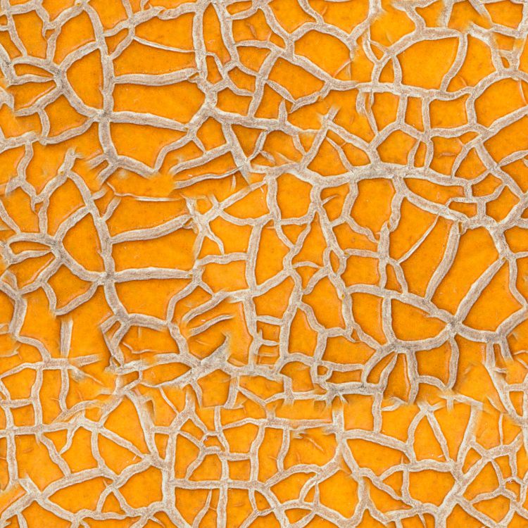 Cantaloupe 22