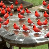 Cardinal-Bird-Bath