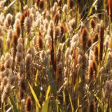 Cattails-42