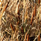 Cattails-43