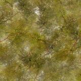 Cedar-Branches-24
