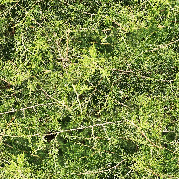 Cedar Branches 23 Camouflage