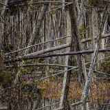 Cedar-Swamp-Camo-22