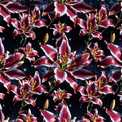 Celestrial Irises