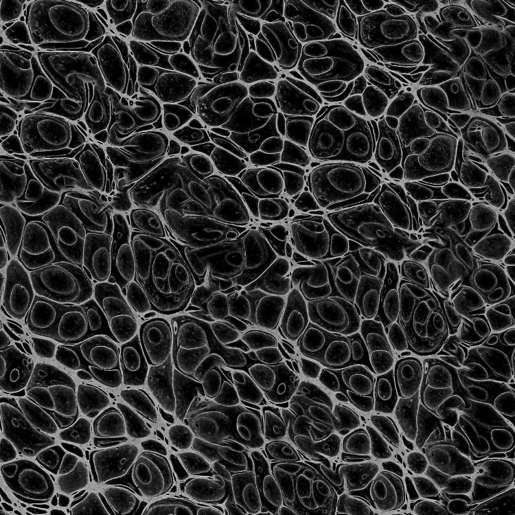 Cell Level 24