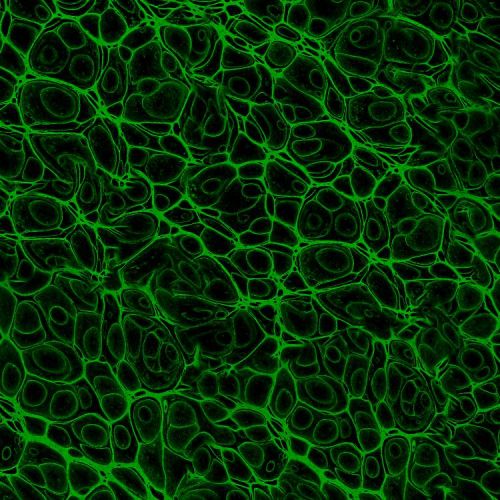 Cell Level 25