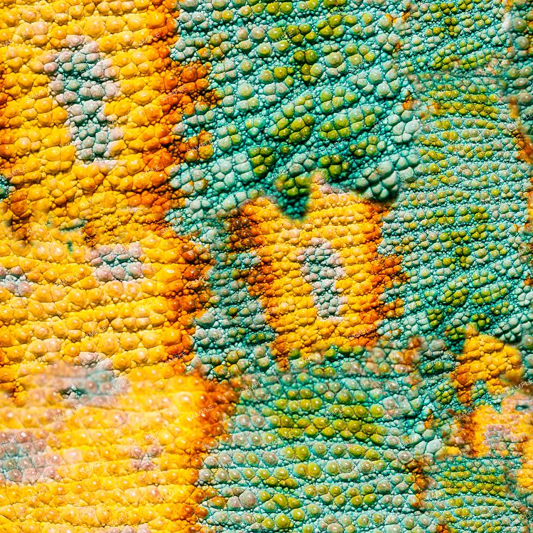 Chameleon Skin 24
