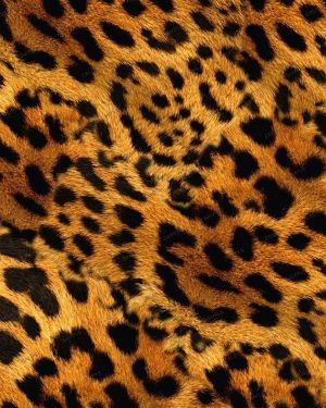Cheetah Fur