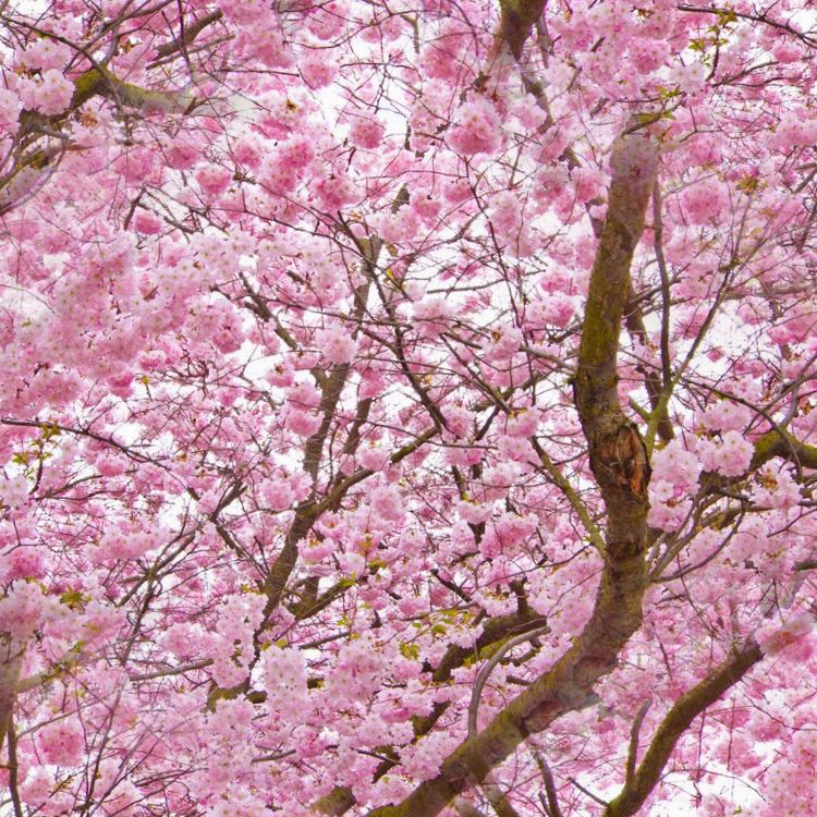 Cherry Blossoms 22