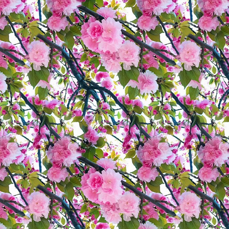 Cherry Blossoms 24