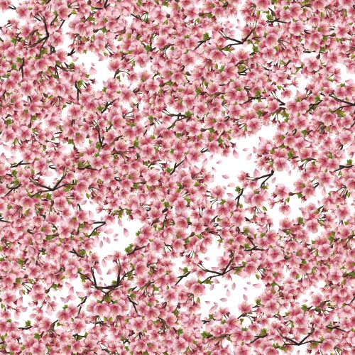Cherry Blossoms 33