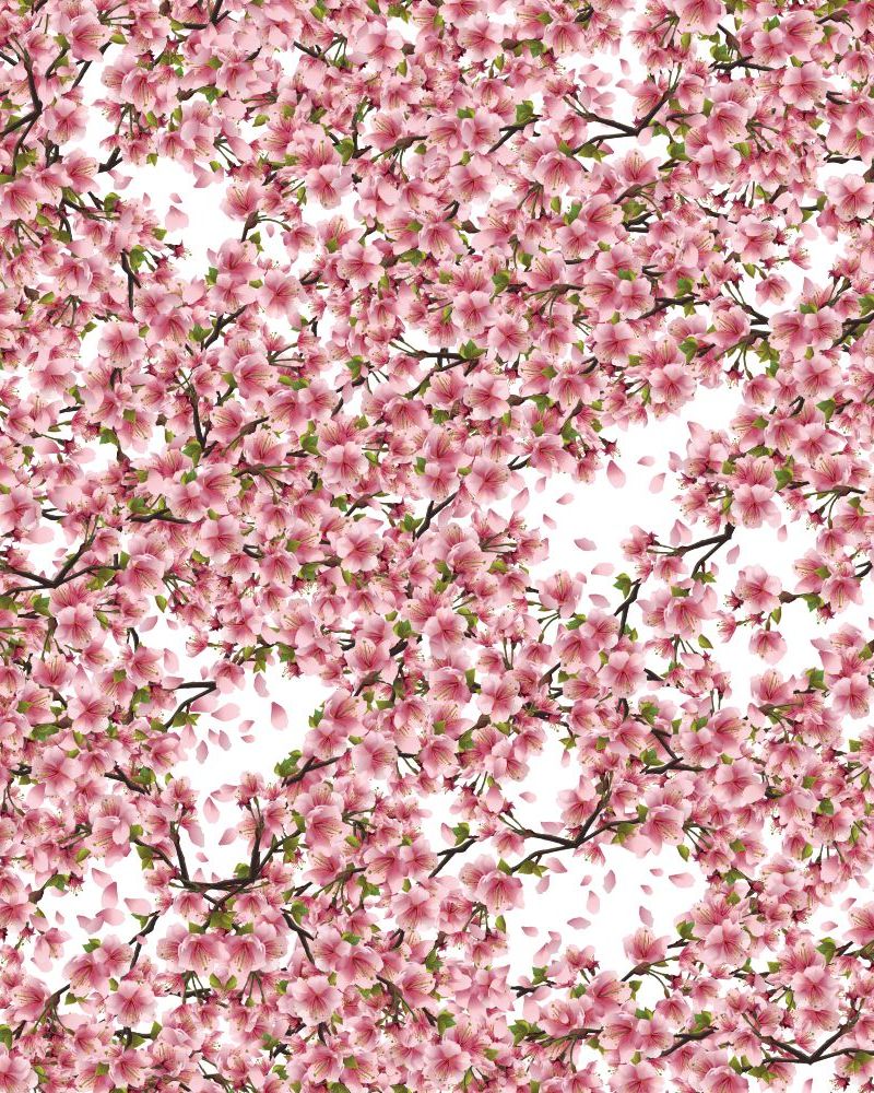 Cherry Blossoms 33