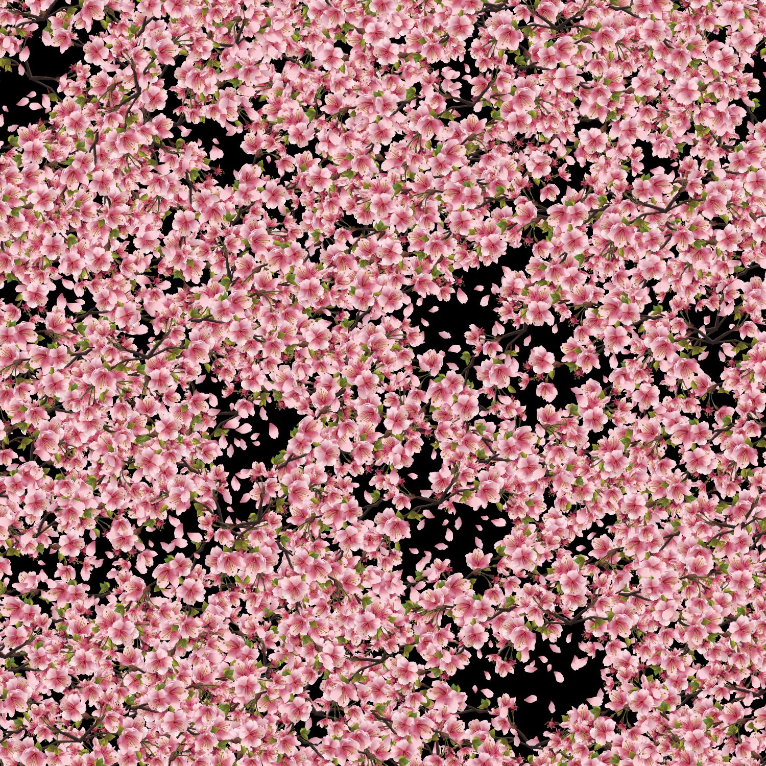 Cherry Blossoms 34