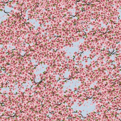 Cherry Blossoms 35