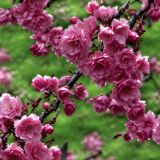Cherry-Blossoms-46