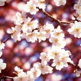 Cherry-Blossoms-Bokeh