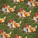 Chickens-22