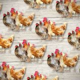 Chickens-23