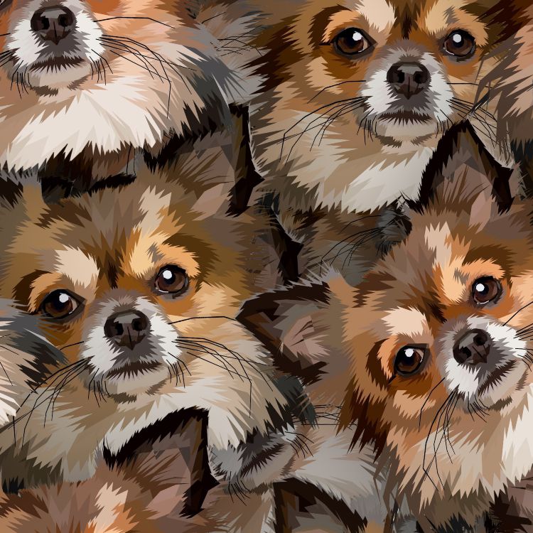 Chihuahuas 22