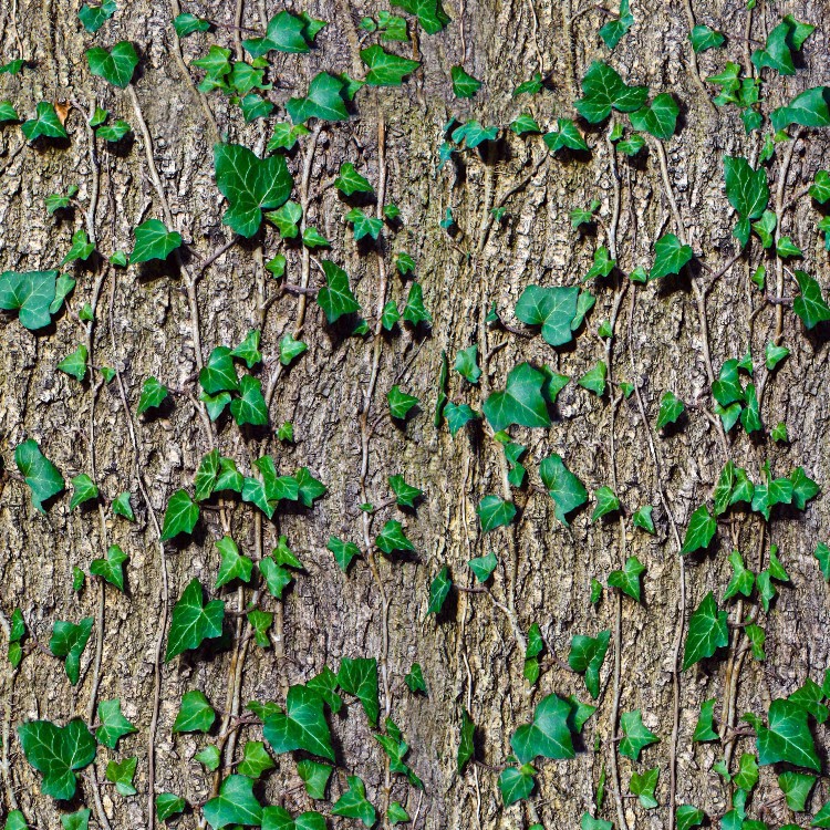 Climbing Ivy on Bark