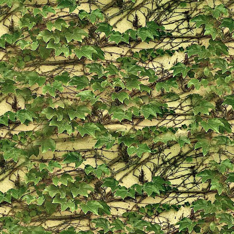 Climbing Ivy on Wall