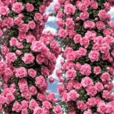 Climbing-Pink-Roses-43