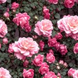 Climbing-Pink-Roses