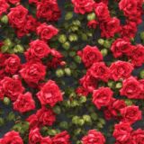 Climbing-Roses