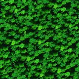 Clover-Shamrock-Field-thumb