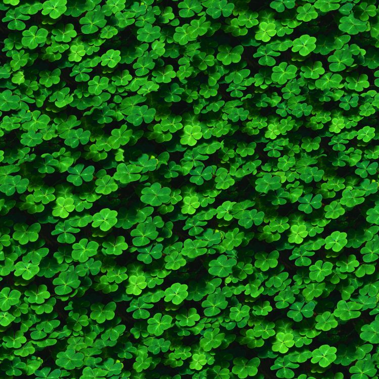 Clovers Shamrock Field
