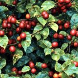 Coffee-Bean-Tree