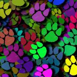 Color-Paws-20