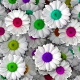Colored-Daisies-24