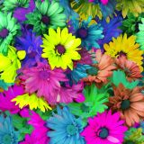 Colored-Daisies-25