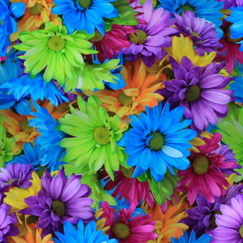 Colored Daisies 26