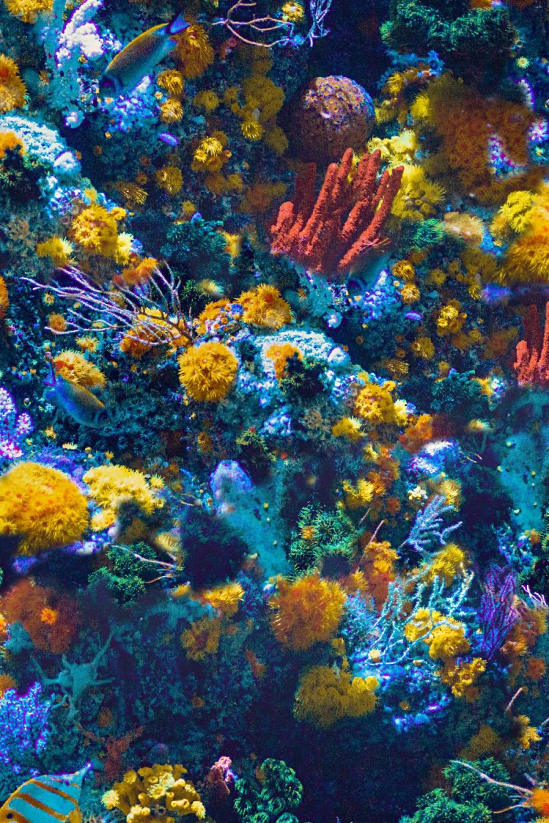 Coral Reef 22