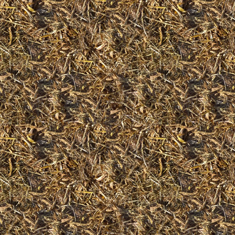 Corn Harvest