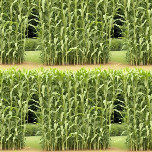 Corn Maze 42